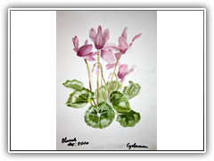 Cyclamen