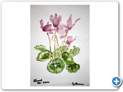 Cyclamen